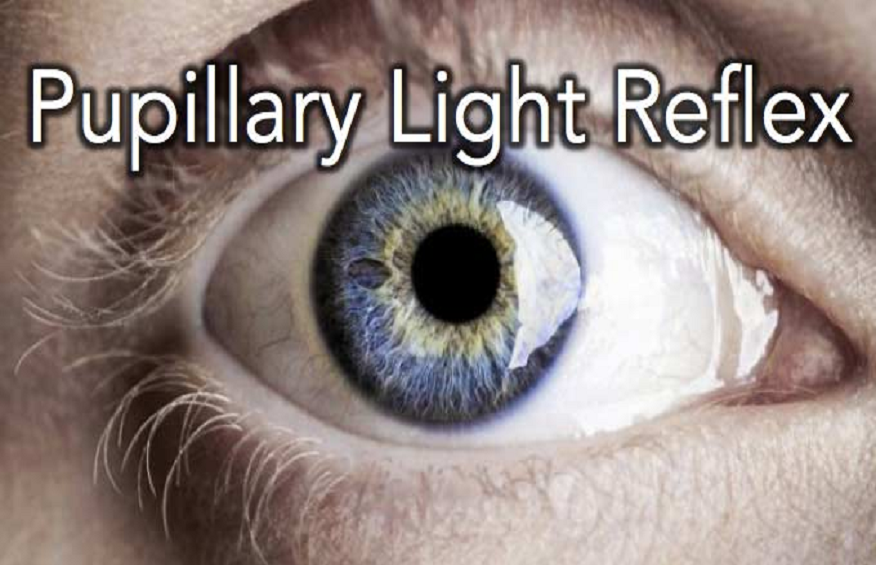 Mastering Pupillary Light Reflex: Tools for Measuring Pupil Size Variations
