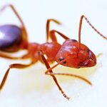 Ants Pest Control Brisbane