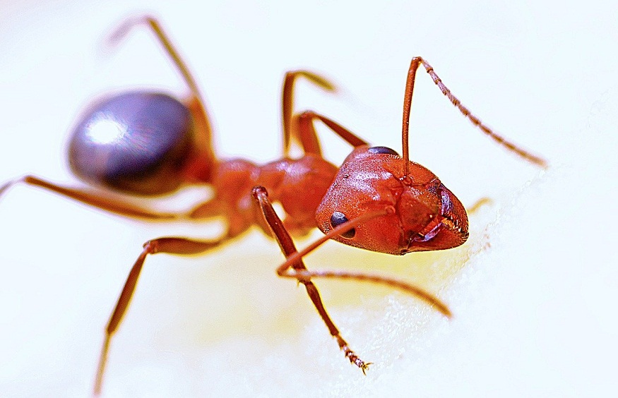 Ants Pest Control Brisbane